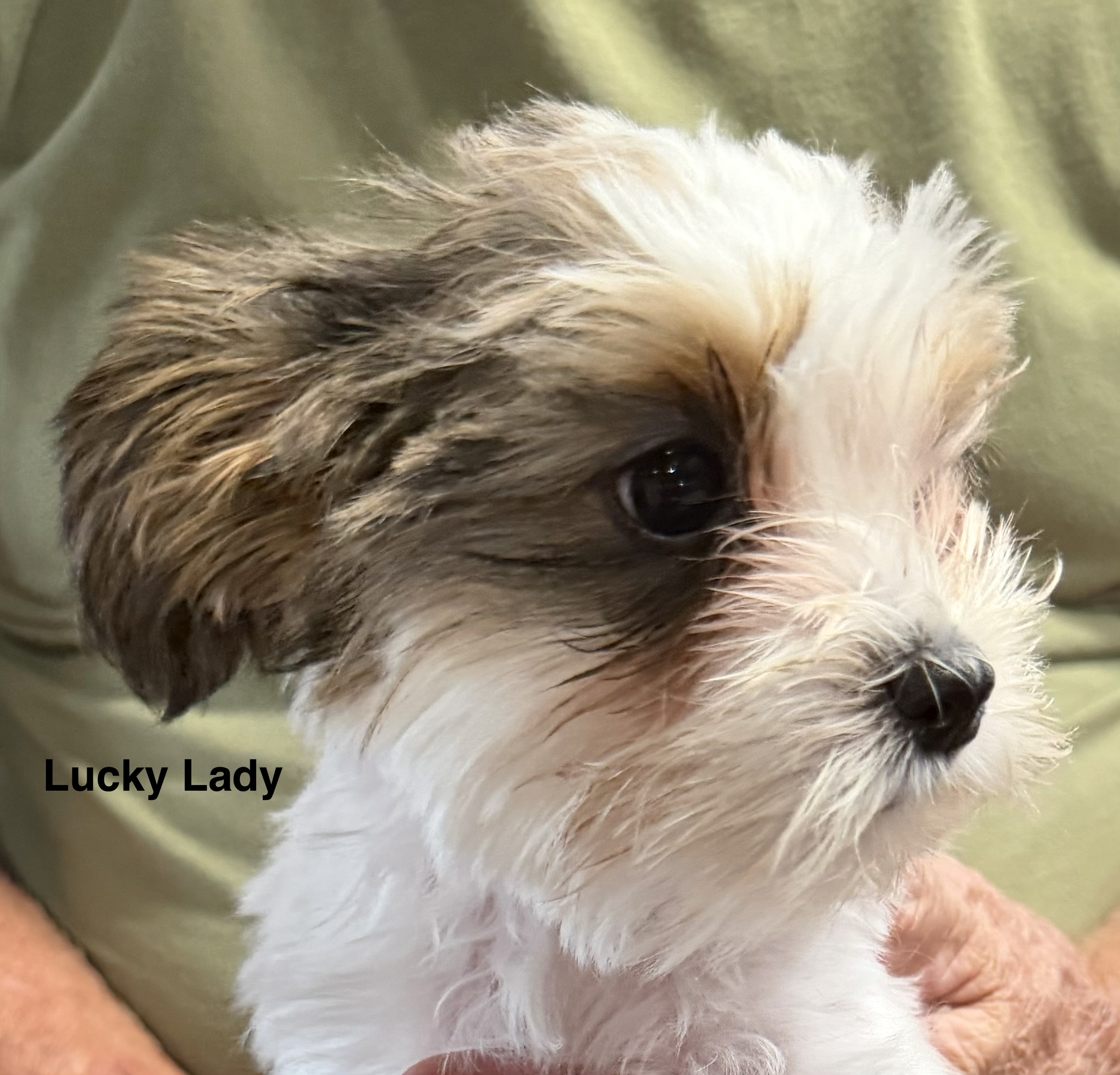 Coco Chanel, a past puppy now home with their family
