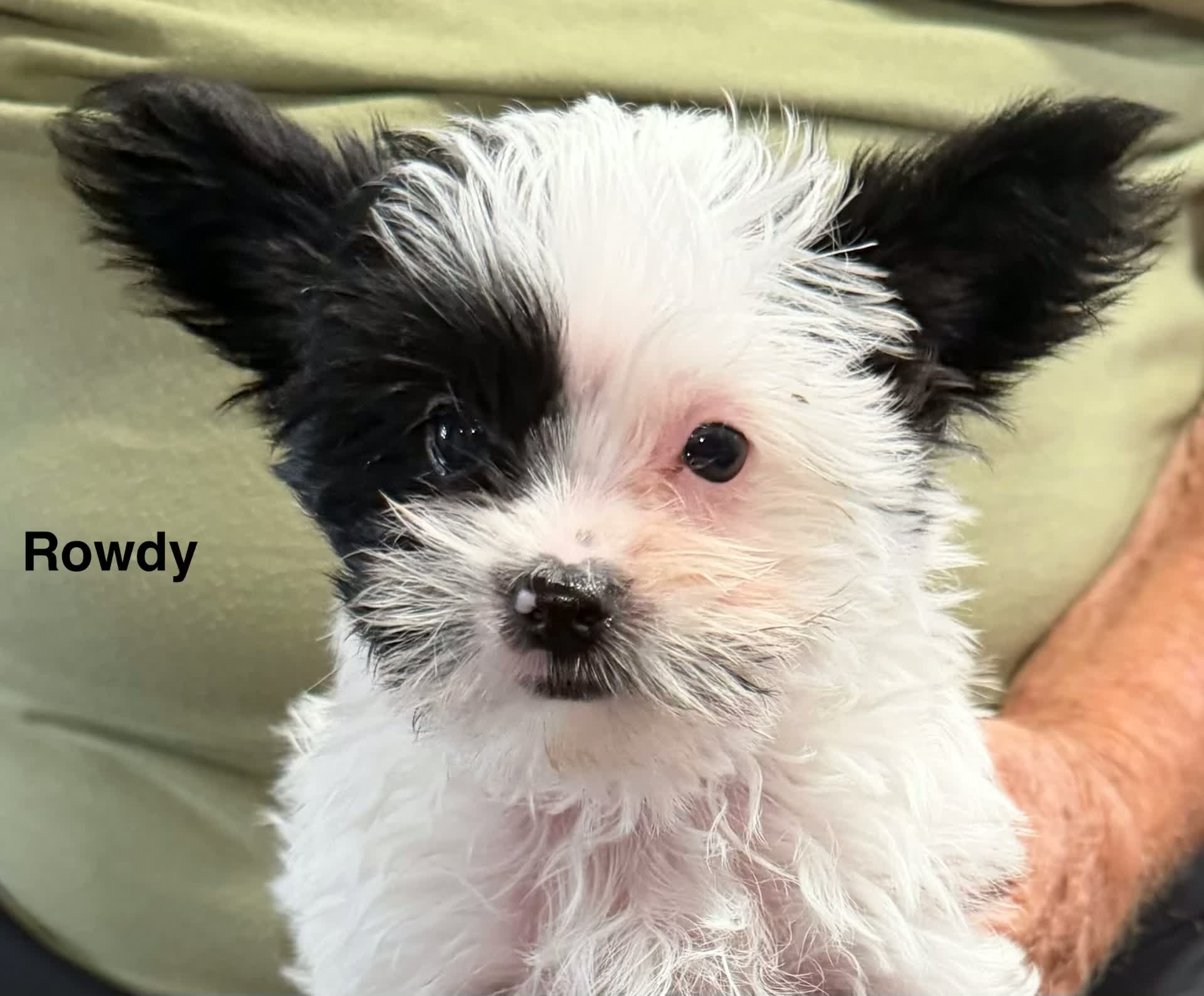 Rowdy, a Yorkshire Terrier puppy born June 7, 2026