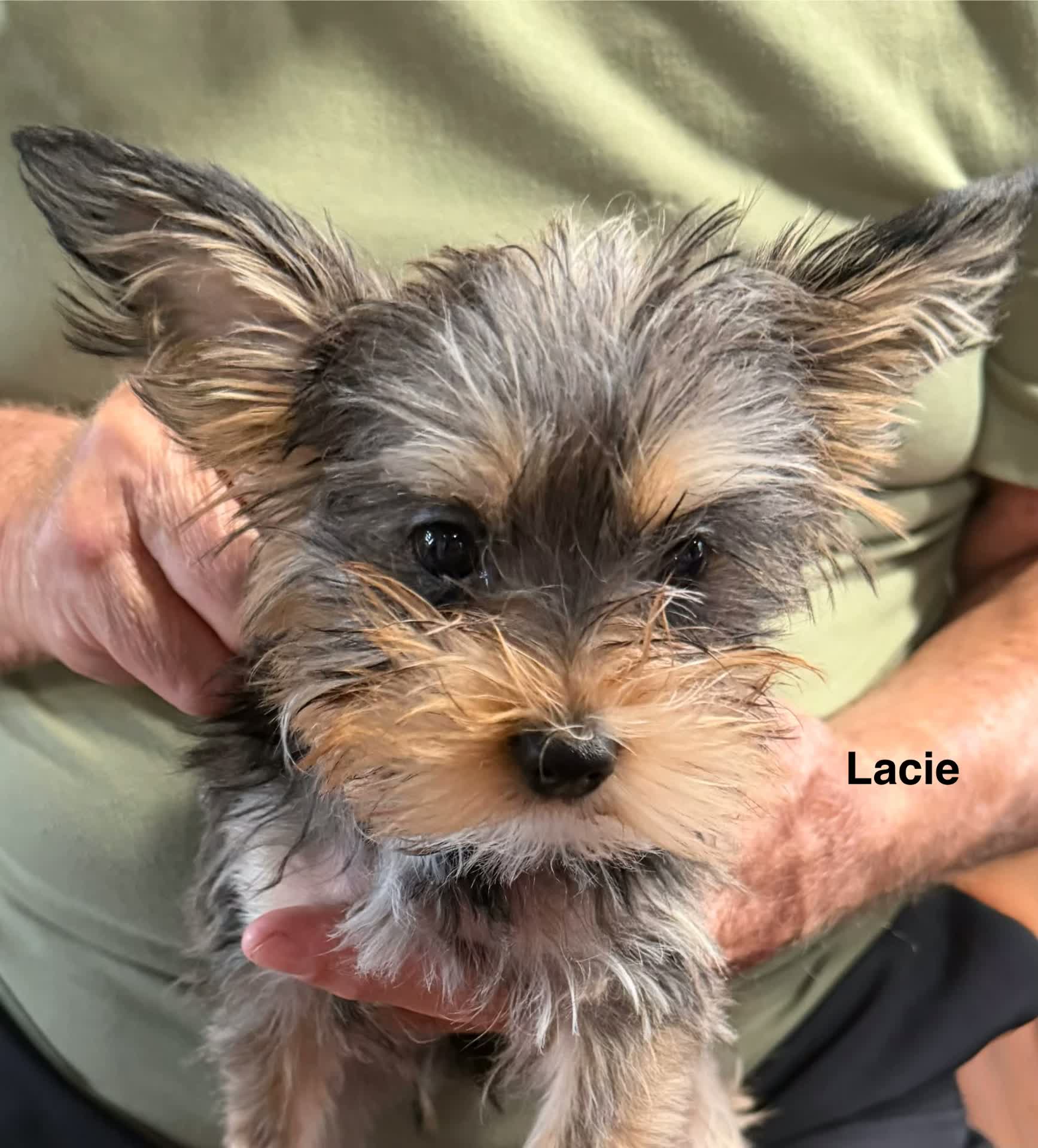 Lacie, a puppy from Dante and Zoe