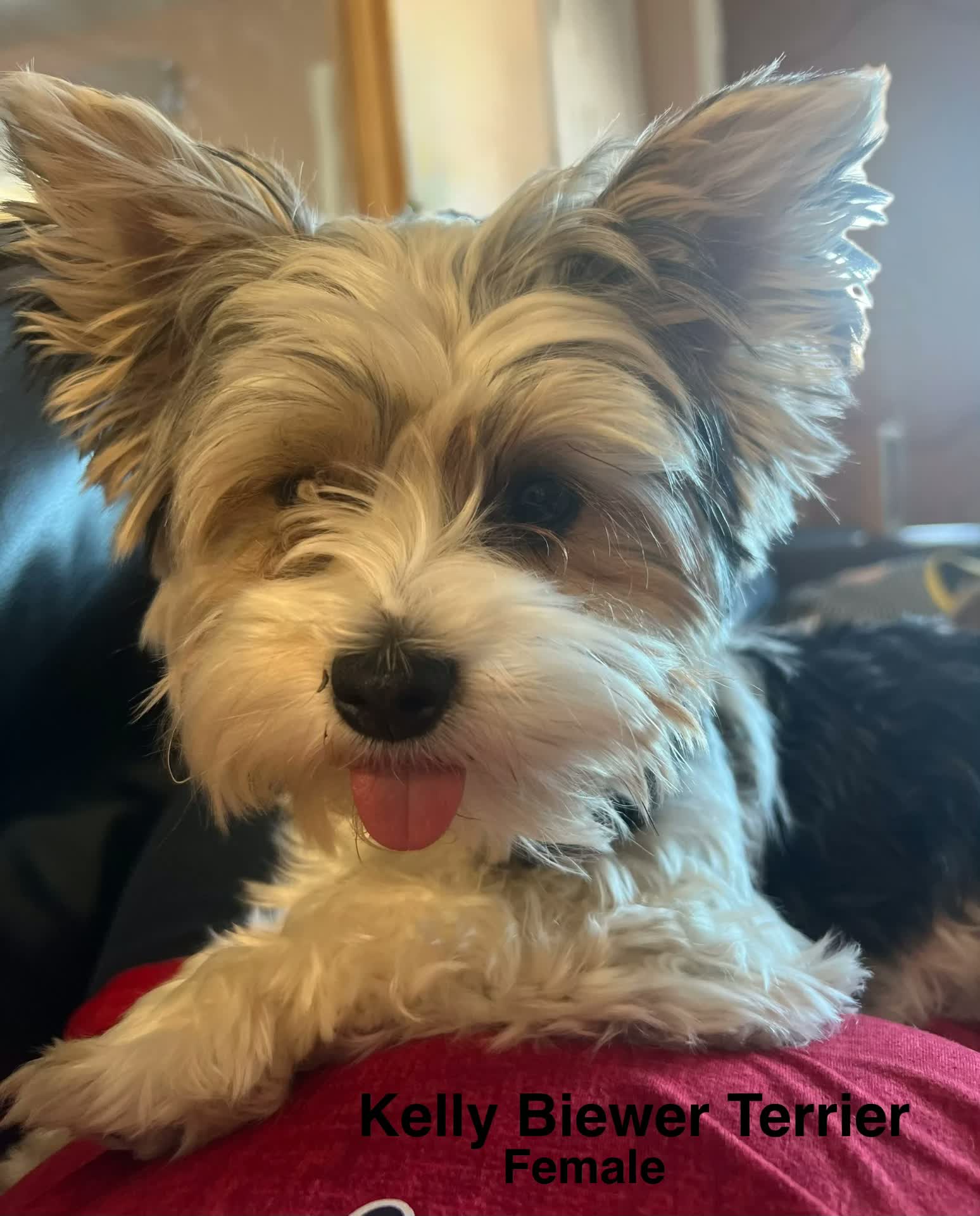 Kelli, one of our adult dogs