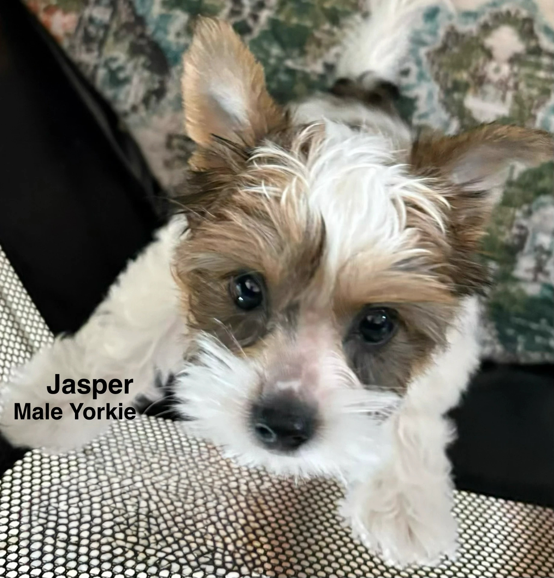 Jasper, one of our adult dogs