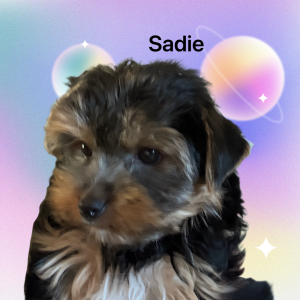 Sadie, a past puppy now home with their family