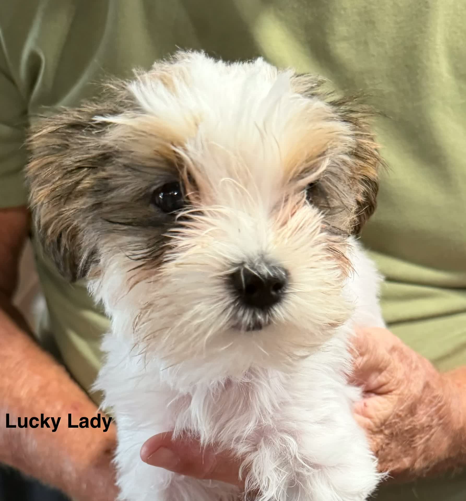 Lucky Lady, a puppy from Dante and Zoe