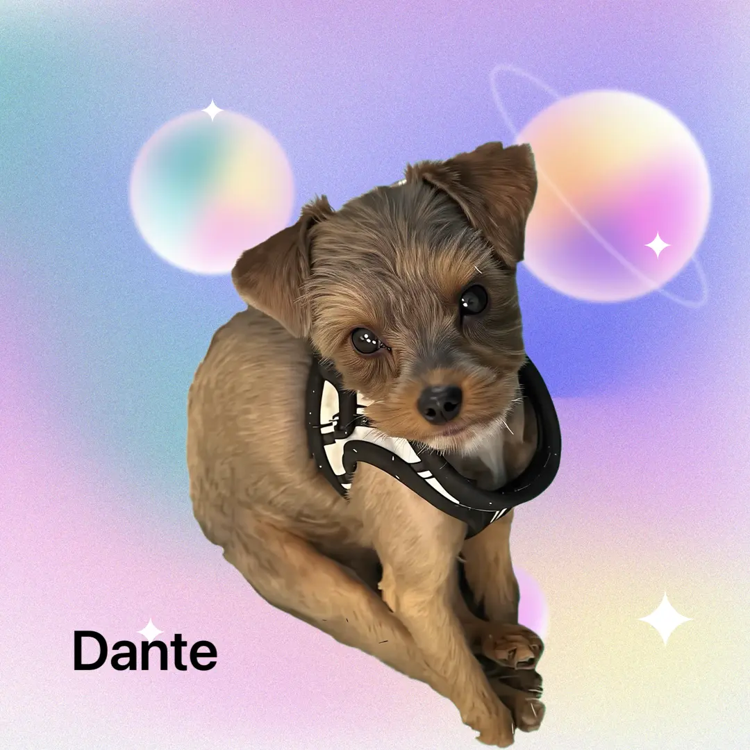 Dante, the sir of Rowdy and Lindie