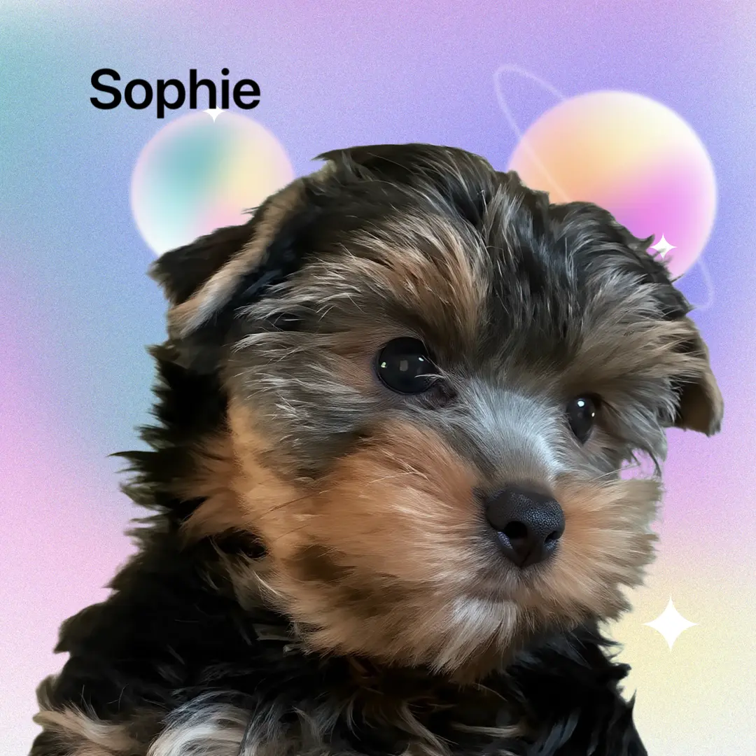 Sophie, a puppy from Katie and Kai
