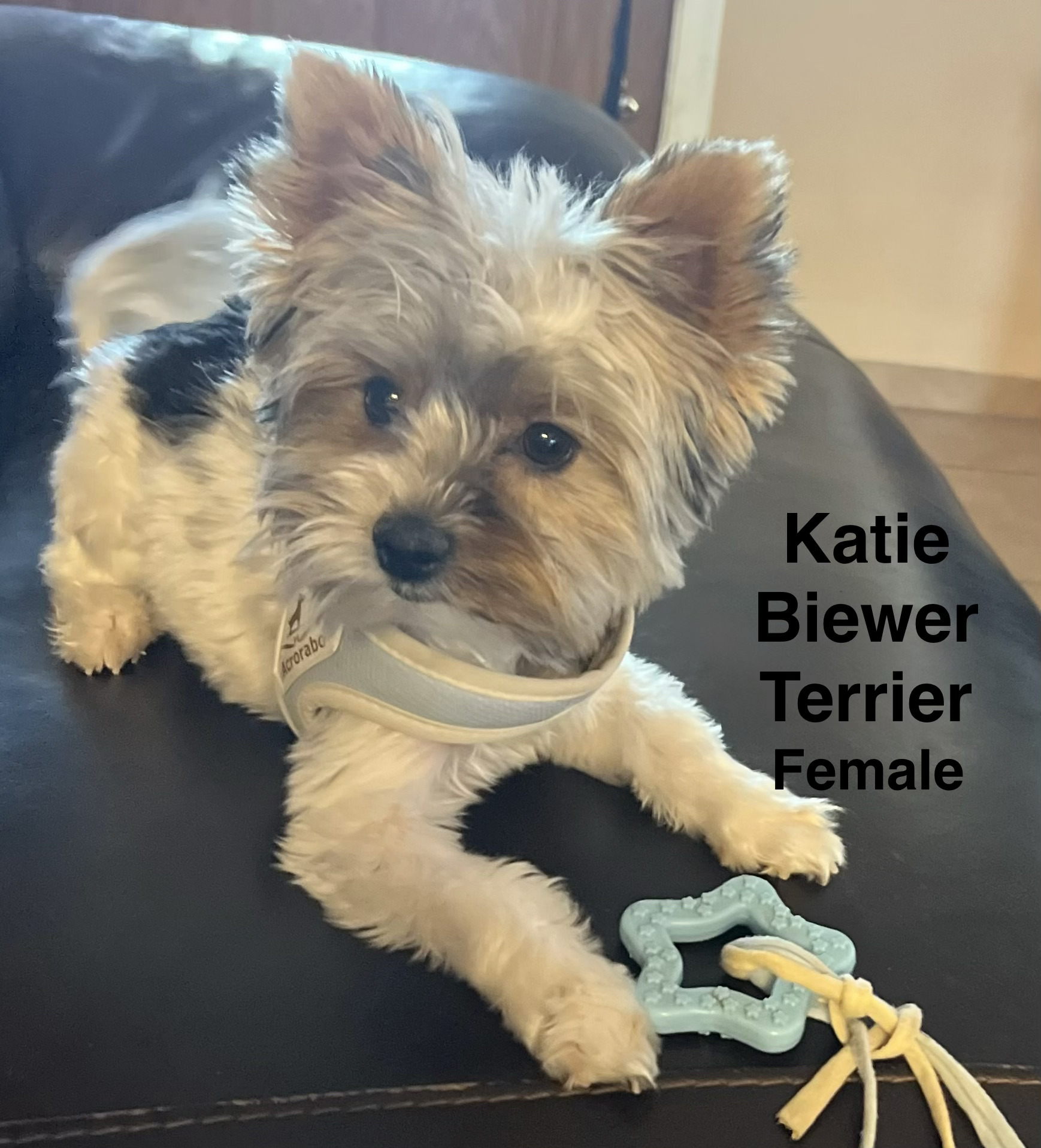 Katie, one of our adult dogs