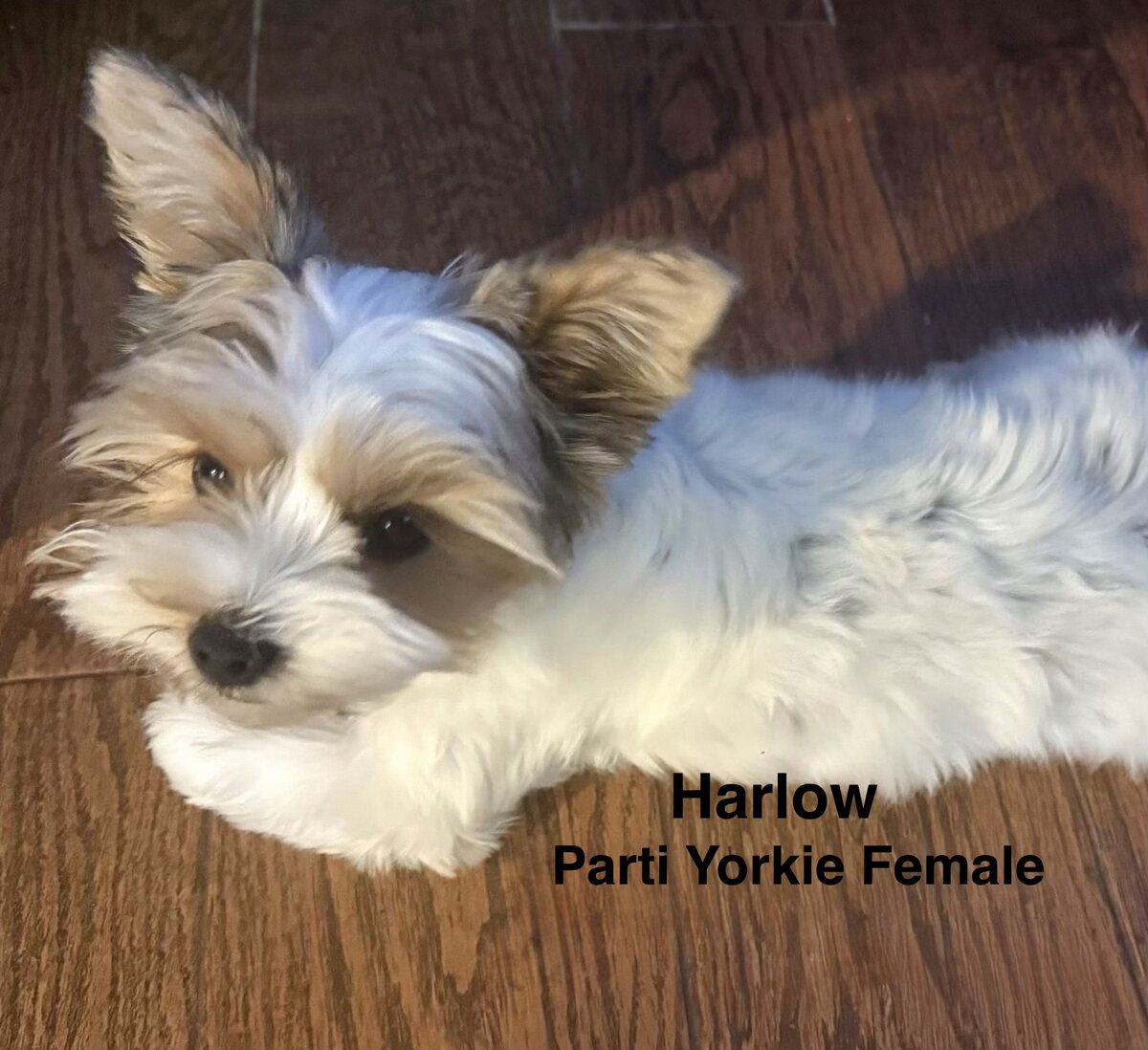 Harlow, one of our adult dogs