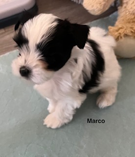 Marco, a past puppy now home with their family