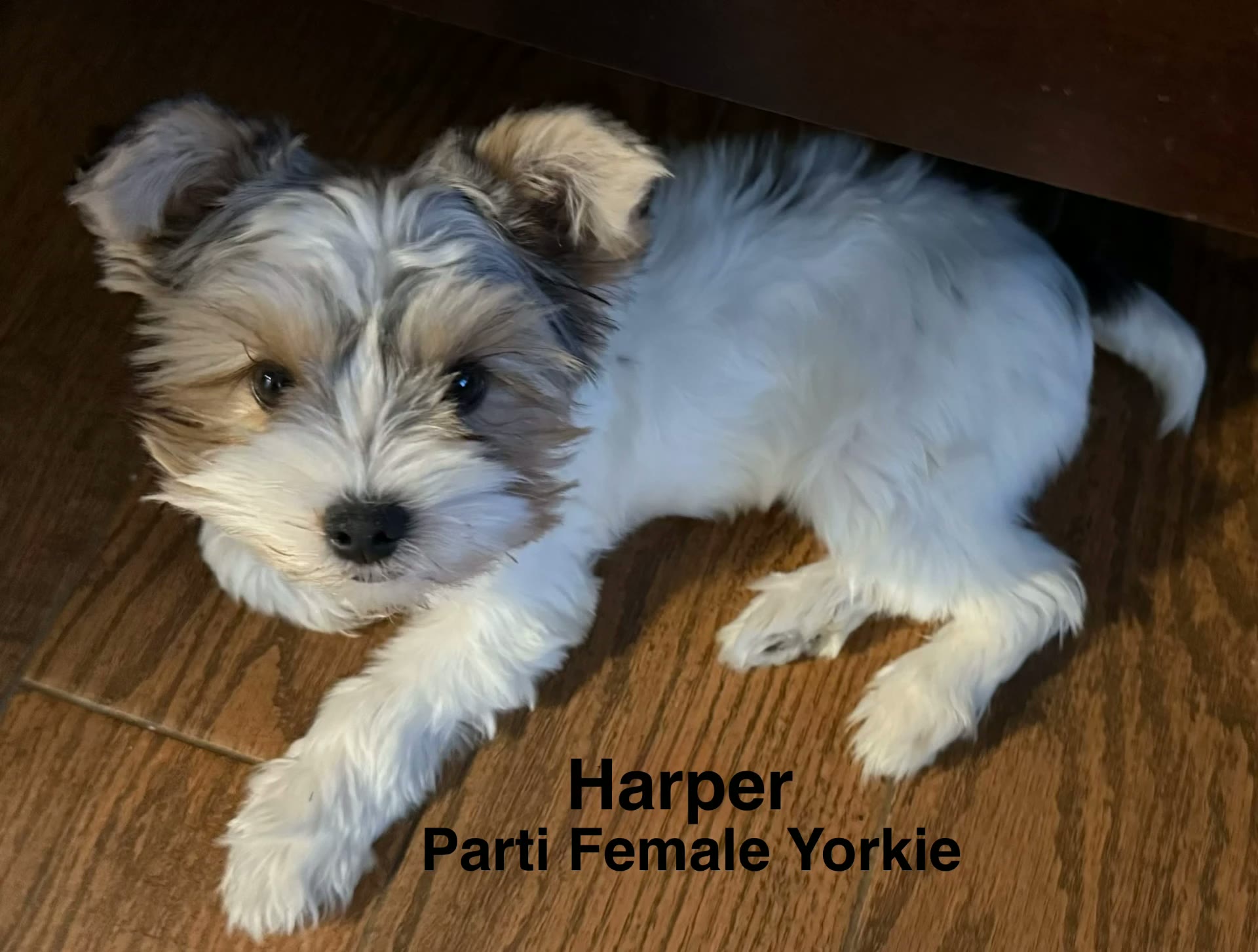 Harper, one of our adult dogs