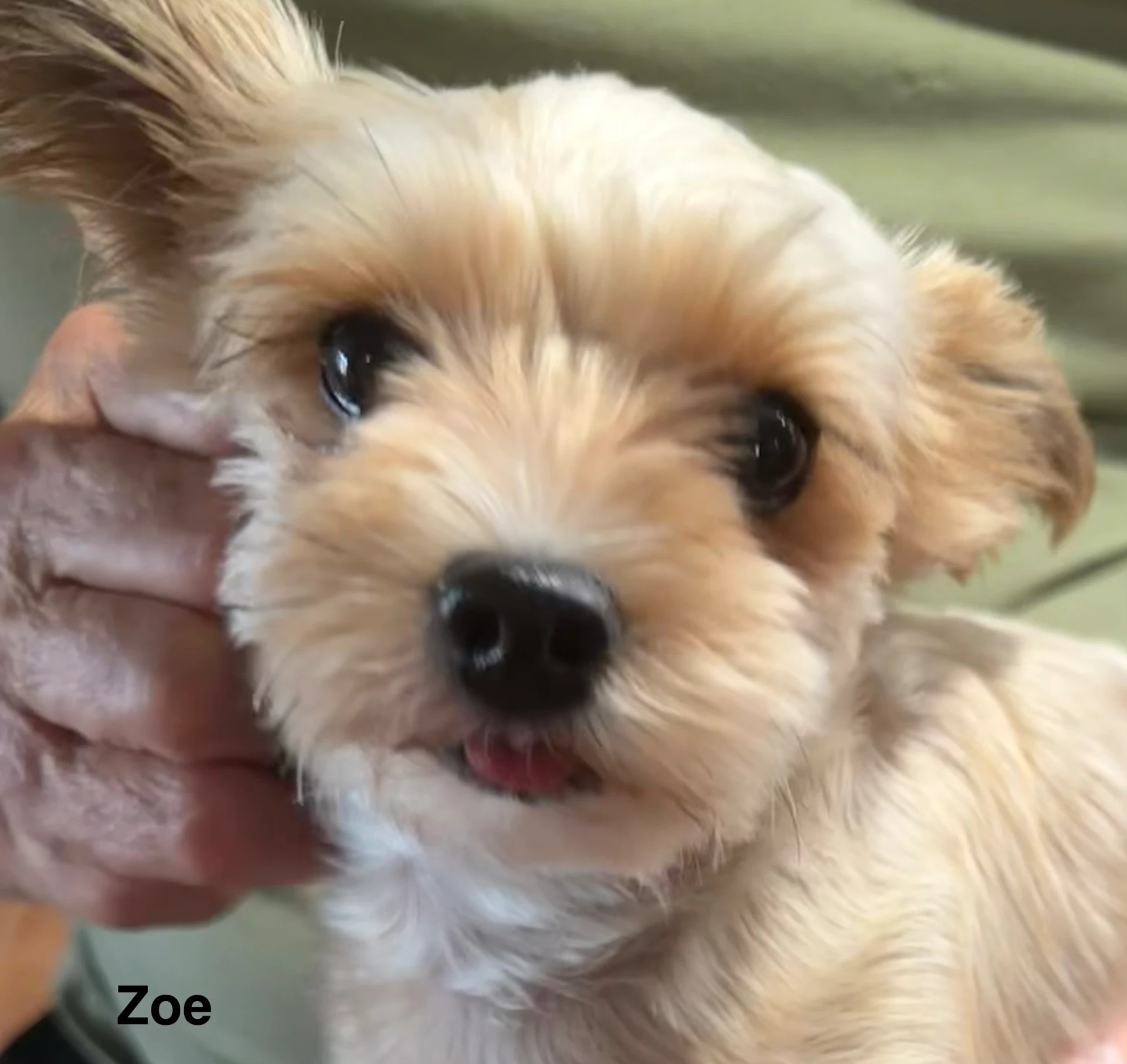 Zoe, one of our adult dogs