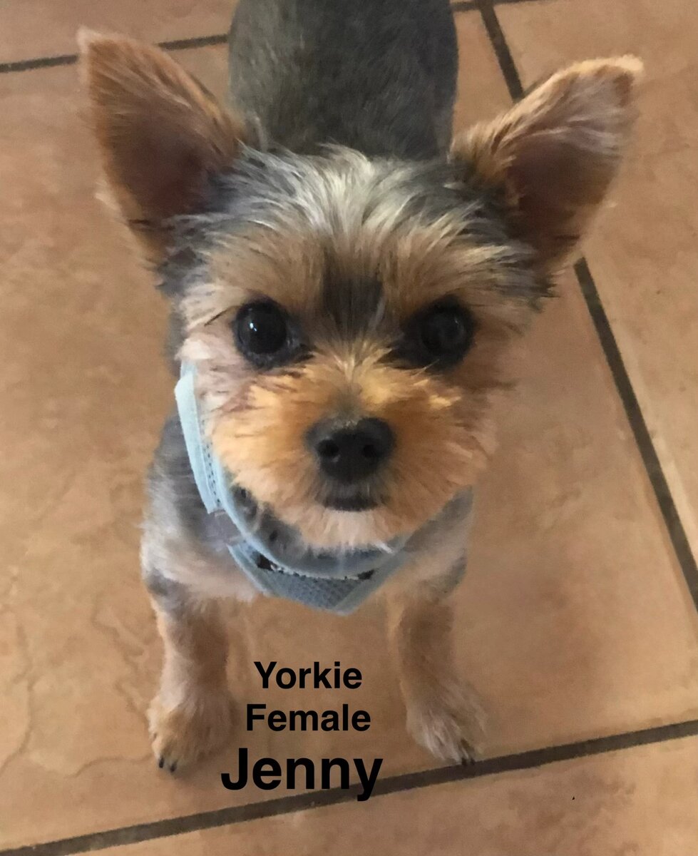 Jenny, one of our adult dogs