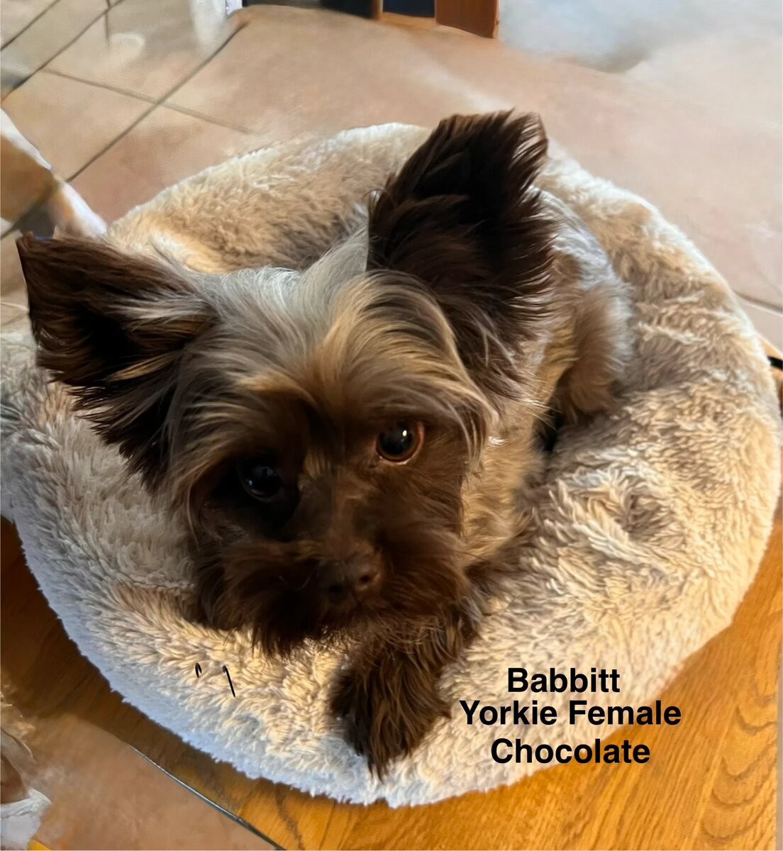 Babbitt, one of our adult dogs