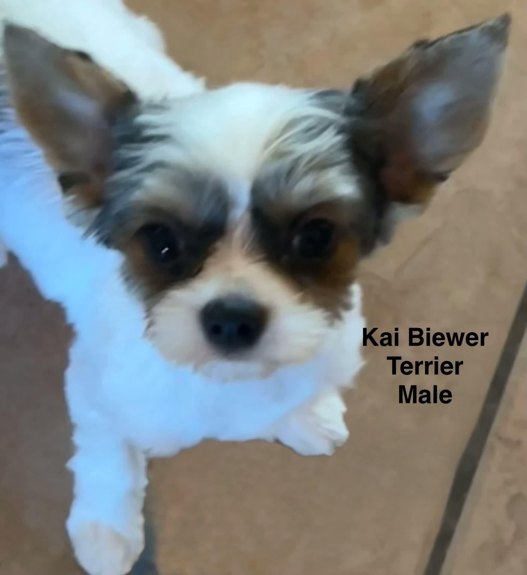 Kai, one of our adult dogs
