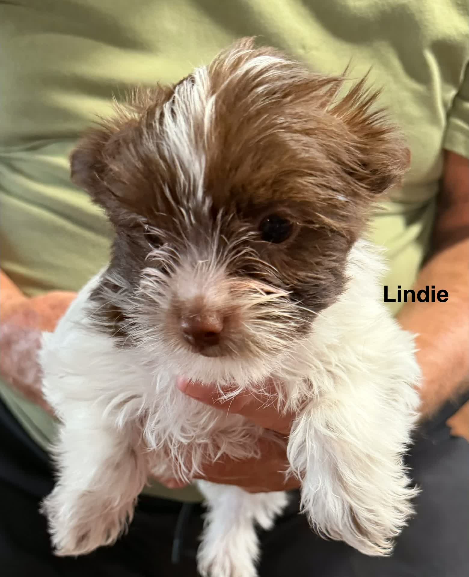 Lindie, a Yorkshire Terrier puppy born June 7, 2026