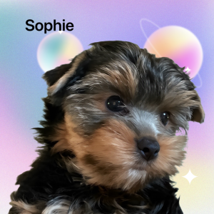 Sophie, a past puppy now home with their family