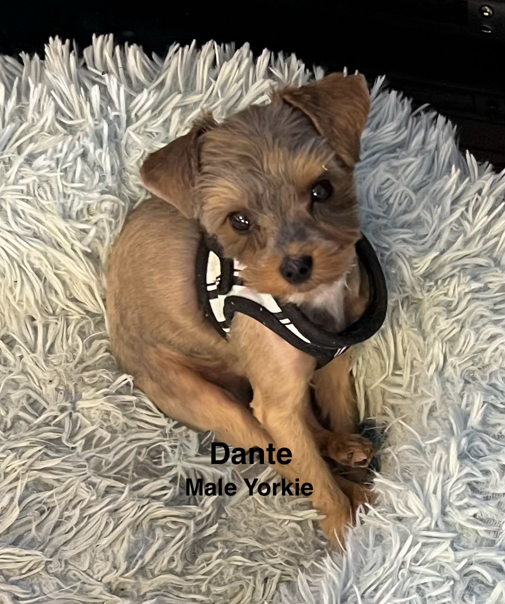 Dante, one of our adult dogs