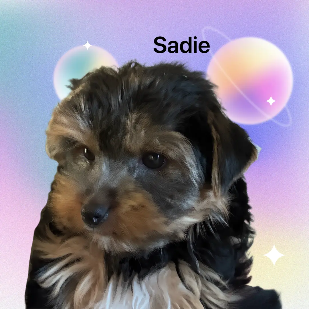 Sadie, a puppy from Katie and Kai