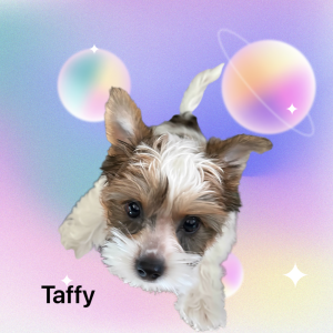 Taffy, a past puppy now home with their family
