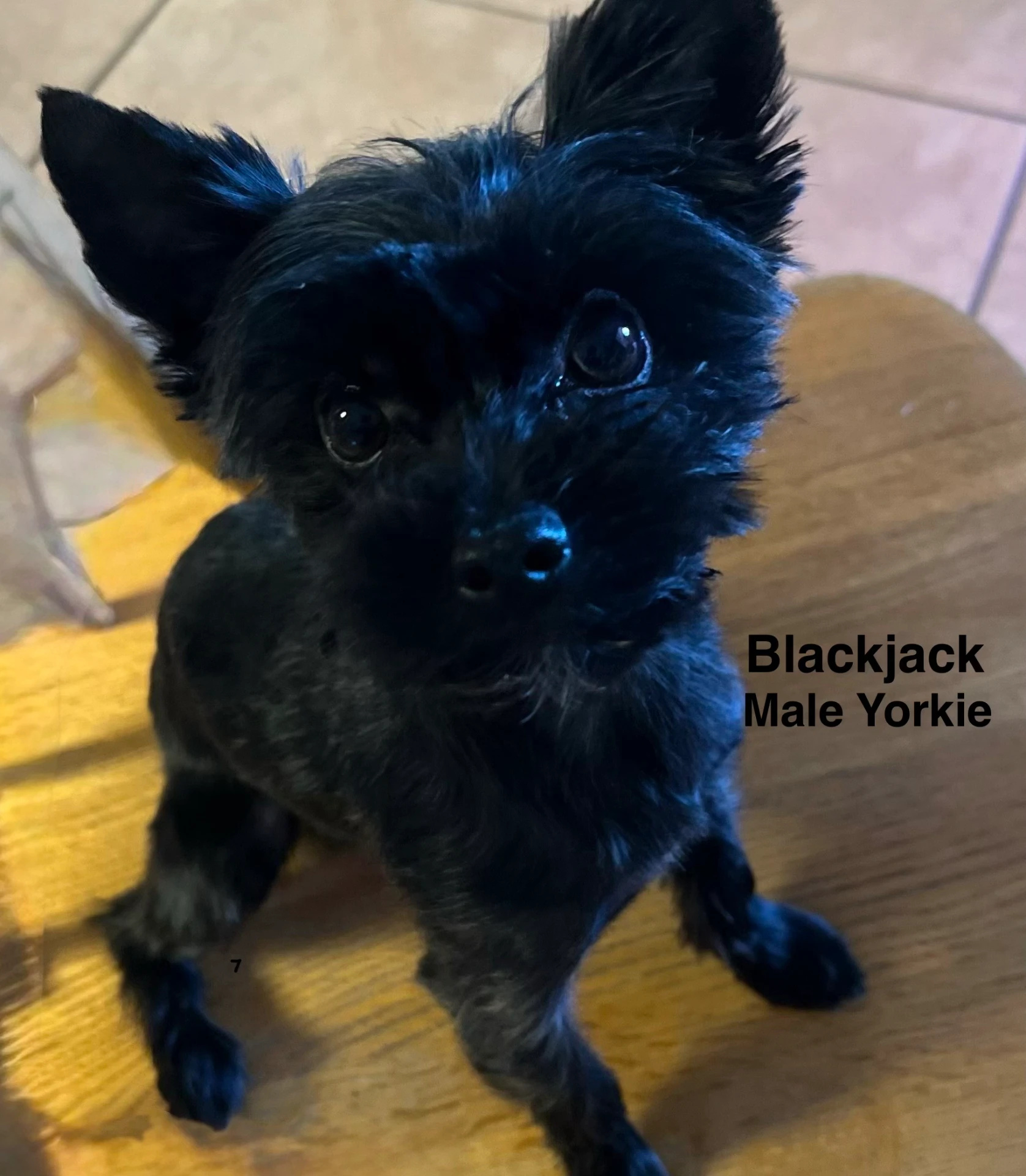 Blackjack, one of our adult dogs