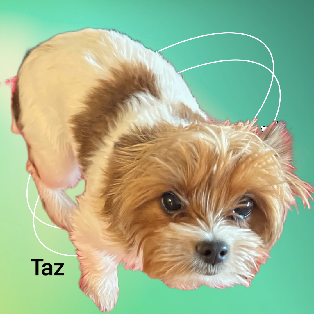 Taz, one of our adult dogs