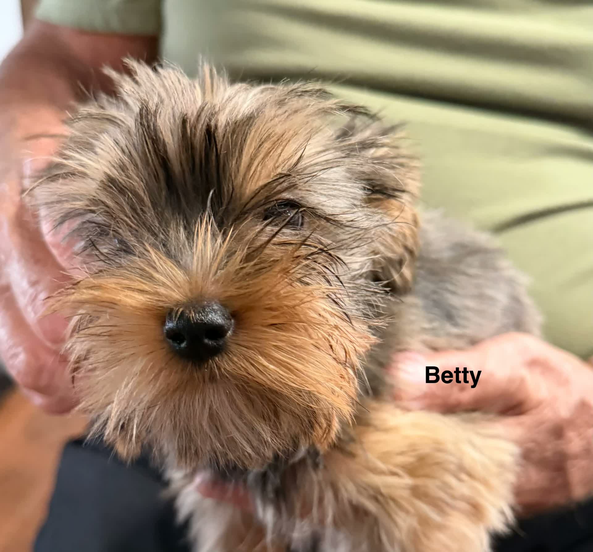 Betty, a puppy from Dante and Zoe