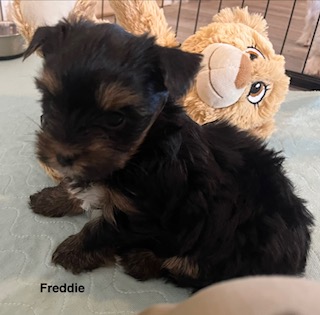 Freddie, a past puppy now home with their family